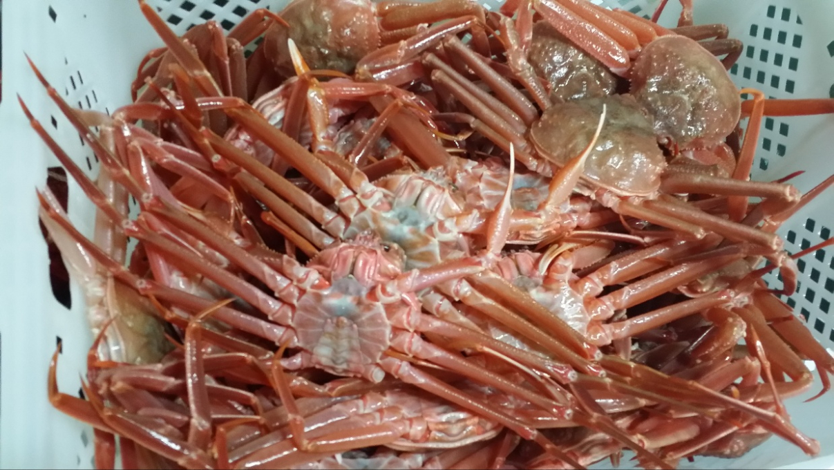 홍게