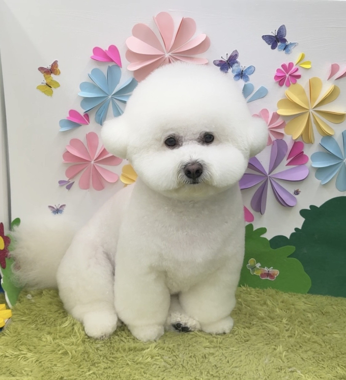 살롱드멍냥