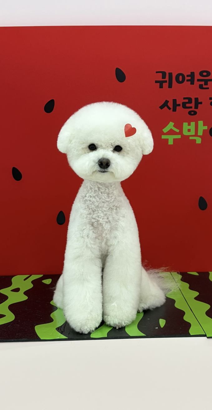 댕뽀까